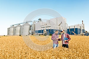 Two farmers stand in a wheat field with tablet. Agronomists discuss harvest and crops among ears of wheat with grain