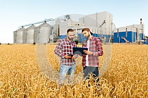 Two farmers stand in a wheat field with tablet. Agronomists discuss harvest and crops among ears of wheat with grain