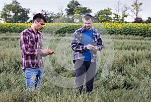 Farmers supervising crop quality in oat field