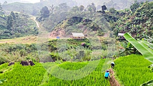 Two farmers working in the rice fields from a distance in the morning.
