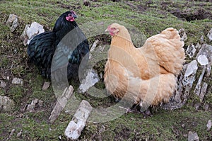 Two farmyard chickens