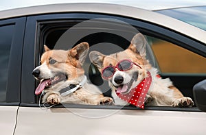 Two fashionable Corgi dogs poked out their muzzles in the window of a passing car