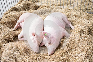Two fat pink pigs sleep on hay and straw at pig breeding farm