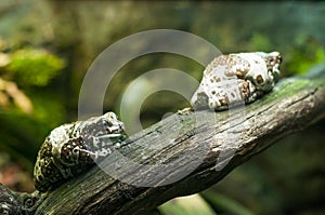 Two fat poisonous toads on a moss-covered tree trunk. Popeyed toads lurking among the greenery. photo