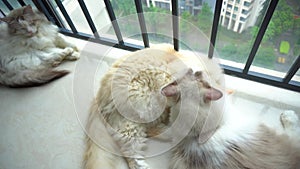 Two fat ragdoll cats sleep at window, licking each other