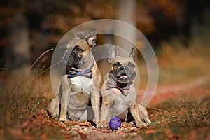 Two fawn French Bulldog dogs with bowties sitting in autumn leaf forest