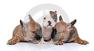 Two fawn french bulldog dogs looking at each other