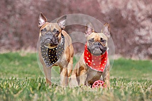 Two fawn French Bulldog dogs wearing matching black and red neckerchief with hearts