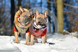 Two fawn French Bulldog dogs wearing warm winter clothes in snow landscape