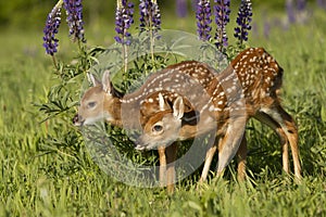 Two fawns in lupine flowers photo