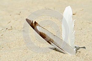 Two feather in the sand