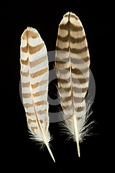 Two feathers of Common curlew bird on black