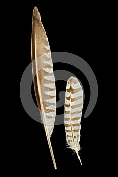 Two feathers of Common curlew bird isolated on black