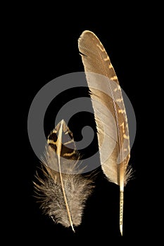 Two feathers of European quail, coturnix coturnix