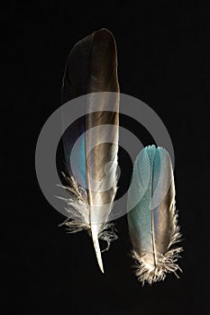 Two feathers of European roller bird, Caracius garrulus