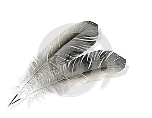 Two feathers isolated