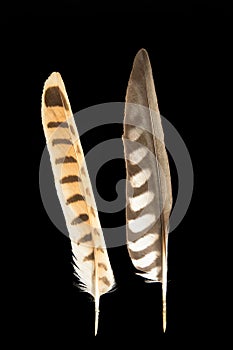 Two feathers of Kestrel, Falco tinnunculus