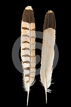 Two feathers of Kestrel, Falco tinnunculus on black