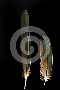 Two feathers of long-tailed glossy starling Lamprotornis caudatus