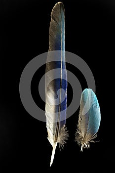 Two feathers of Purple roller Coracias noevlus