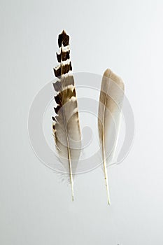 Two feathers of Ruff bird, Philomachus pugnax