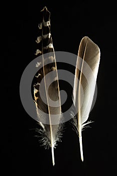 Two feathers of Ruff bird, Philomachus pugnax