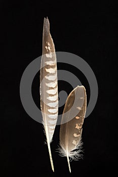 Two feathers of Saker Falcon, Falco cherrug