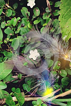 Two Feathers with small flower