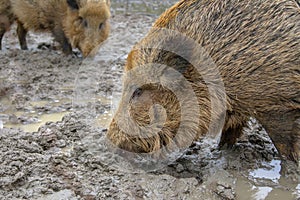 Two feeding Wild Boar