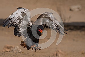 Two feet landing with spread wings