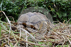 Two feet long brown tortoise Testudinidae head and neck retracted into its shell.