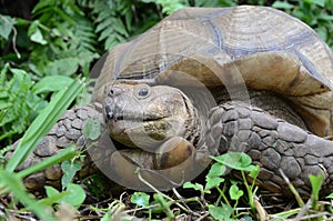Two feet long brown tortoise Testudinidae resting on the grassy ground.