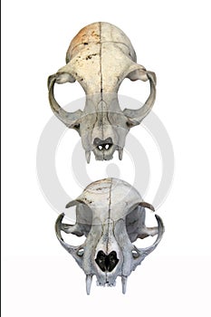 Two feline skull