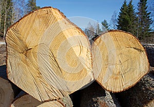 Two felled tree trunks photo