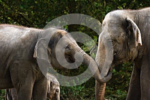 Two female asian elephants having fun