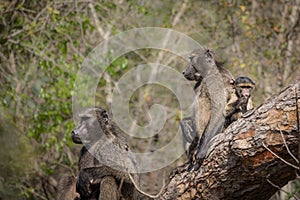 Two female baboons sitting on a log with their babies