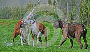Two female boxers playing in the water as a male brindle boxer watches HDR.