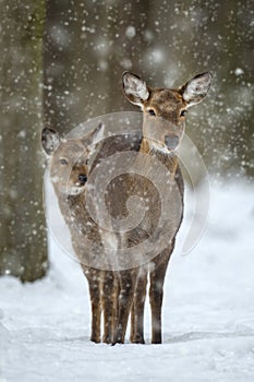 Two female deer in the winter forest. Animal in natural habitat