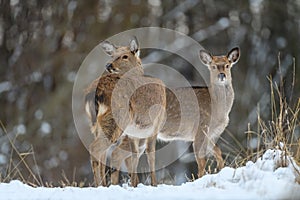 Two female deer in the winter forest. Animal in natural habitat