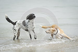 Two female dogs playing in the beach