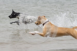 Two female dogs playing in the beach