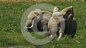 Two female elephants feeding in a marsh at amboseli
