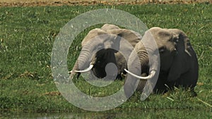Two female elephants feeding in a marsh at amboseli