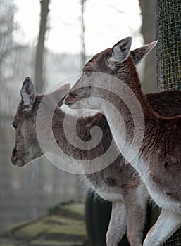 Two female European fallow deer