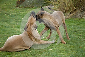 Two female of Fila Brasileiro (Brazilian Mastiff)