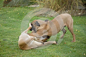 Two female of Fila Brasileiro (Brazilian Mastiff)