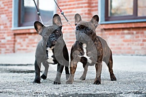 Two female french bulldogs on leashes