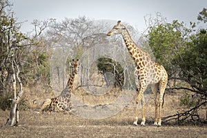 Two female giraffe in Kruger Park in South Africa