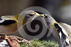 Two female Grosbeak birds touching beaks