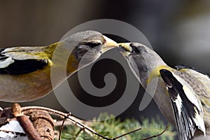 Two female Grosbeak birds touching beaks photo